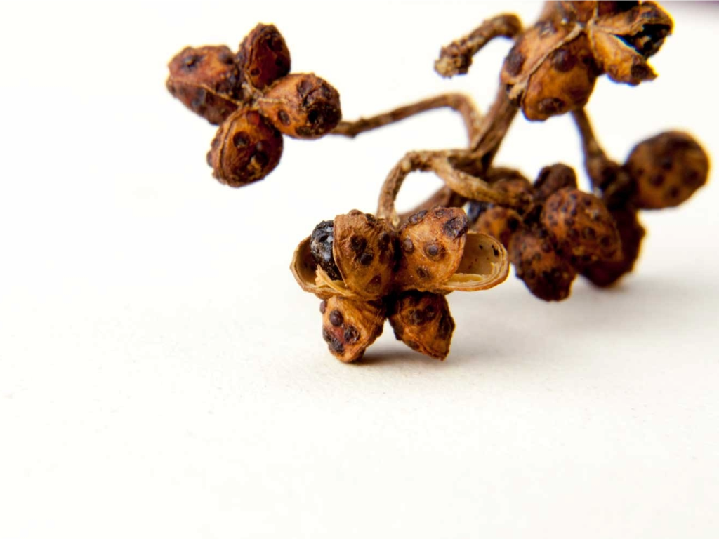 [RERE-PEPAND-SUM-Bot100-DN] ANDALIMAN, Batak Pepper Spice Indonesia - whole, REMPAH2, Raw Food, Intense Taste (DN) (1x Box 1 Bottle 100g)